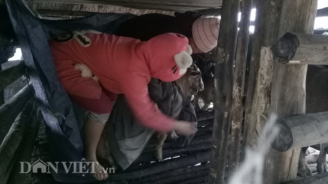 Chùm ảnh: Người dân Tây Bắc nhường áo rét mặc cho gia súc giữ ấm